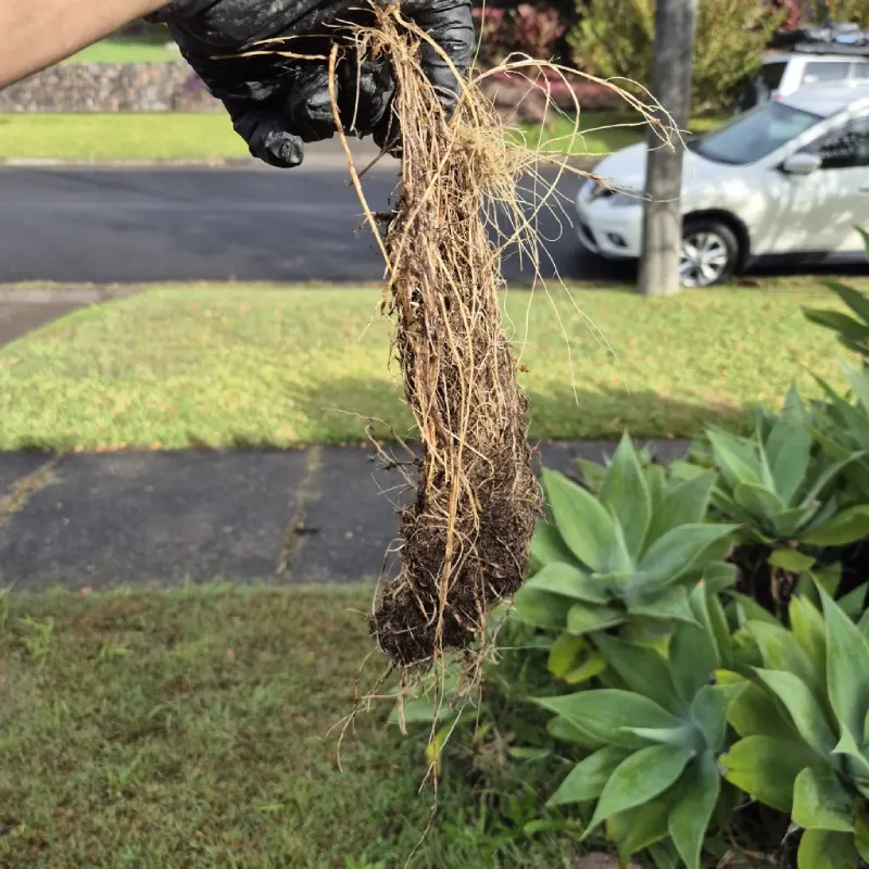 Blocked Drains Due to Tree Root Intrusion in External Pipes