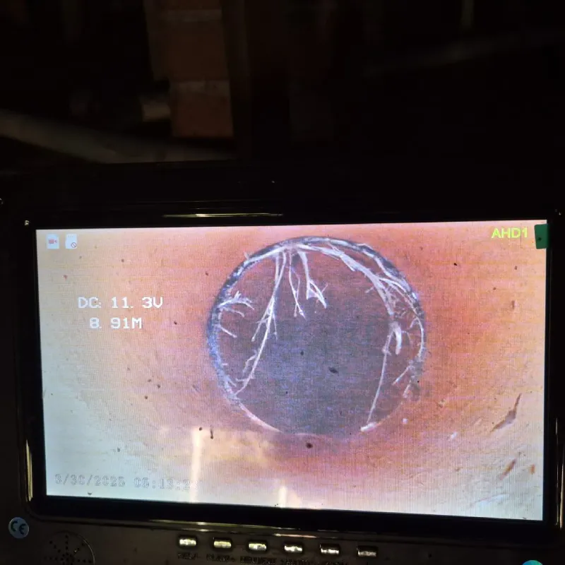 Tree roots detected during CCTV drain inspection
